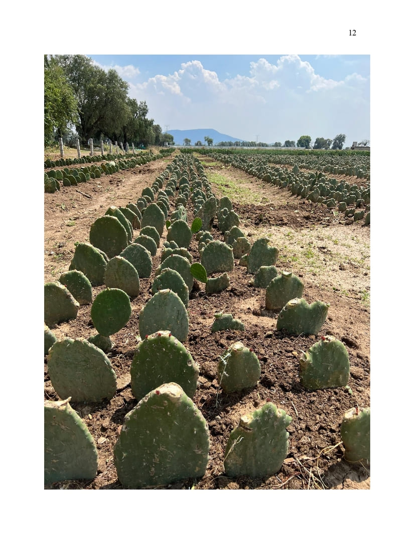 NOPAL